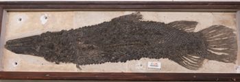 Media type: image; Vertebrate Paleontology VPF-5168   Description: Photograph of the skeleton with dermal elements of MCZ VPF-5168. Specimen is mounted in a wooden frame.;